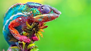 Chameleon Changing Color  Best Of Chameleons Changing Colors Compilation [upl. by Bonns]