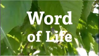 Word of Life August 2024 FocoB [upl. by Heer]