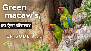 Great Green Macaw parrot की जंगली आबादी  Episode 4  Hindi Documentry [upl. by Colwin]