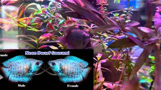 ABOUT DWRAF GOURAMI  CARE  TANK MATE amp BREEDING  BLUE GOURAMI Rakeshlamaoffical [upl. by Devon]