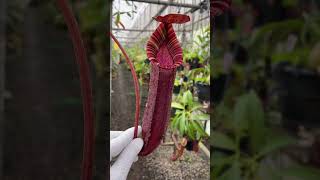 Item Short BE4524  N spectabilis x lowii carnivorous nepenthes [upl. by Suolevram]