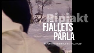 Ripjakt  Fjällets Pärla [upl. by Eseerehs938]