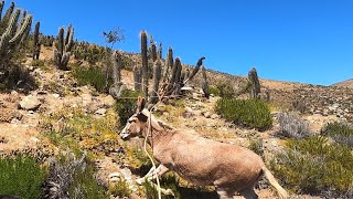 Rodeo de burros El tome Canela 2024 [upl. by Direj]