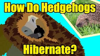 HOW DO HEDGEHOGS HIBERNATE [upl. by Elocn902]