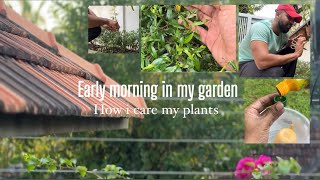 Early morning in my garden  insecticide i use for insect attack vlog 3 [upl. by Edithe]