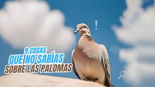 9 curiosidades de las palomas 🕊️ [upl. by Ivan672]