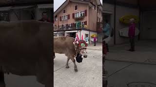 Traditiona Älplerchilbi in Beckenried 🇨🇭 On the 2nd Sunday in November switzerland cow cows [upl. by Hctub128]