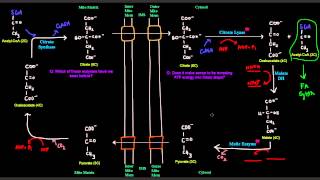 Fatty Acid Synthesis Part 2 of 12  Transport of Acetyl CoA From Mitochondria to Cytosol [upl. by Aelrac]