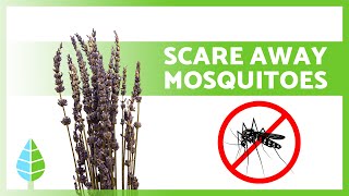 Top 10 Natural Mosquito Repellent Plants 🪰🌿  Grow Your Own BugFree Garden [upl. by Sansone]