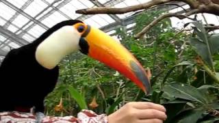 Feeding Toco Toucan 神戸花鳥園、オニオオハシさん [upl. by Acinomahs450]