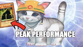 Edison Format Deck Profile  INSANE Synchro Cat build [upl. by Akimak]