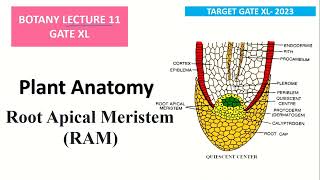 PLANT ANATOMY ROOT APICAL MERISTEM RAM  GATE 2023 [upl. by Serene]