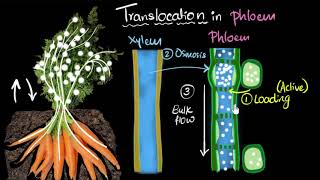 Phloem amp translocation  Life processes  Biology  Khan Academy [upl. by Yesdnil]