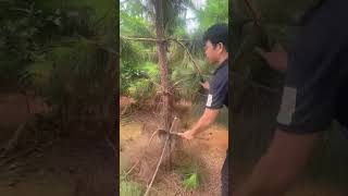 Pine sapling side branch pruning process Good tools and machinery can increase work efficiency [upl. by Ihculo]