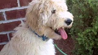 Lucy the Goldendoodle [upl. by Eelrahc]