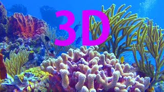 In 3D The World Beneath The Ocean  A Underwater 3D Channel Film [upl. by Anialeh351]