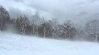 Winter Wind 1 Hour  Relaxing Snowstorm Sound Winds Blowing Snow Across Forest Meadow [upl. by Steffen448]