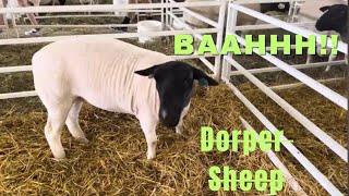 Cute Dorper Sheep I met at an agricultural fair bah [upl. by Cirederf]