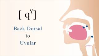 qˁ  unvoiced unaspirated pharyngealized dorsal uvular stop [upl. by Jem]