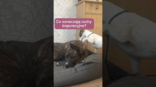 Co oznaczają ruchy kopulacyjne u psa behawiorysta rodzinnypies pies psy [upl. by Yoral71]