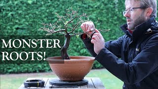 Hornbeam Bonsai  taming those Monster Roots on a European Hornbeam [upl. by Comethuauc]