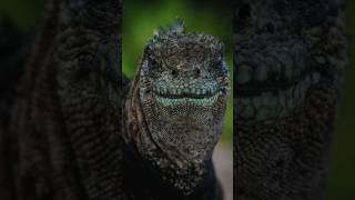 Facts About Marine Iguana  Ugliest Animals iguana animals facts [upl. by Thalassa769]