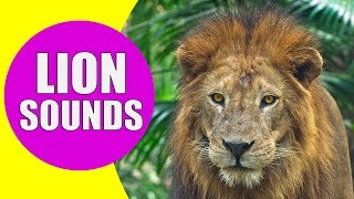 LION SOUNDS for Kids  Learn Roaring Growling and Purring Sound Effects of Lions [upl. by Adlei]