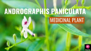 Amazing Health Benefits Of Andrographis Paniculata  King Of Bitters  Medicinal Plant [upl. by Ademla]