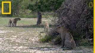 Un leopardo macho se aparea con dos hermanas  National Geographic en Español [upl. by Kcinom]