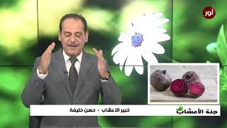 فوائد البنجر أو الشمندر لعلاج العديد من الأمراض مع خبير الاعشاب حسن خليفة  جنة الاعشاب [upl. by Roobbie]