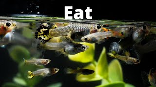 What Do Guppies Eat – How to Make Your Own Guppy Food [upl. by Lissy]