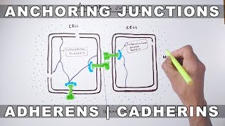 B lymphocytes B cells  Immune system physiology  NCLEXRN  Khan Academy [upl. by Aksel]