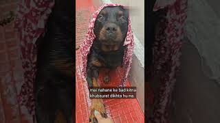 My cute 😍 benu  ytshortrottweiler doglover [upl. by Kolodgie]