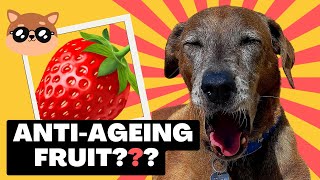 Benefits of Strawberries for Dogs [upl. by Yule699]