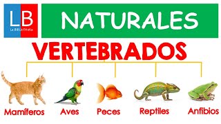 Animales vertebrados para niños  Introducción [upl. by Ninos]