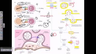 Natural killer cells [upl. by Galanti]