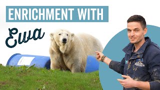 Enrichment with Ewa the Polar Bear  Jimmys Farm [upl. by Nic591]