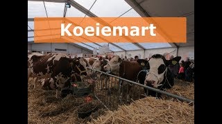 Koeiemart Woerden 2019 🇳🇱 [upl. by Holman]