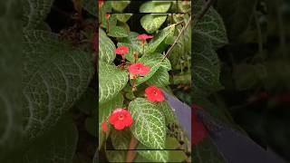 Episcia cupreata [upl. by Susan]