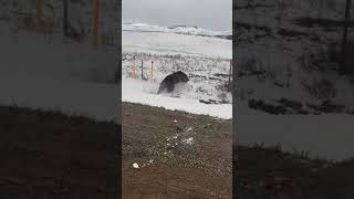 Grizzly Bear Charges Through a Fence to Attack Truck💀 [upl. by Cardie]