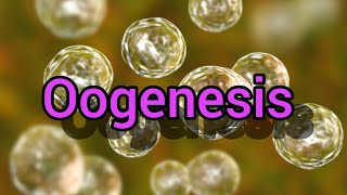 Oogenesis [upl. by Nitza]