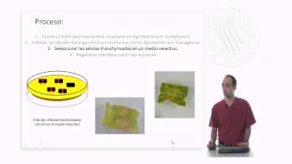 Transformación genética mediante Agrobacterium tumefaciens [upl. by Nojel724]