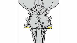 Neurologic Exam Cranial Nerves Anatomy  Cranial Nerve 8 [upl. by Thalassa963]