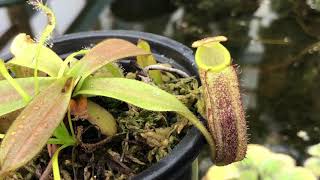 Nepenthes spectabilis x platychila BE3760 [upl. by Schweitzer]