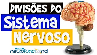 Neuroanatomia  Divisões do Sistema Nervoso Aula Completa [upl. by Claus]