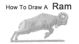 How to Draw a Bighorn Ram [upl. by Efi481]