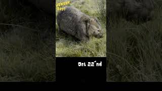 INTERNATIONAL WOMBAT DAY AUDIOWORLDWILDLIFE ANIMAL AWARENESS DAYS VIRAL VIRALSHORTS WOMBATDAY [upl. by Namilus]