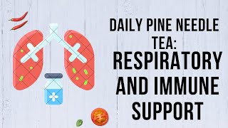 Daily Pine Needle Tea Respiratory and Immune Support [upl. by Tobey]