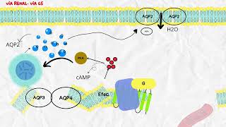 HORMONA ANTIDIURETICA ADH [upl. by Hillier]