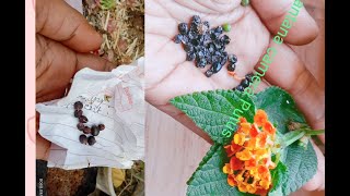 How to grow Lantana plant by seeds Raiemuniya plant growing method [upl. by Morgenthaler151]